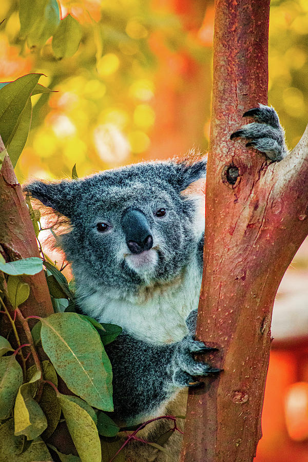 Koalafied Tree Hugger Photograph by Bonny Puckett
