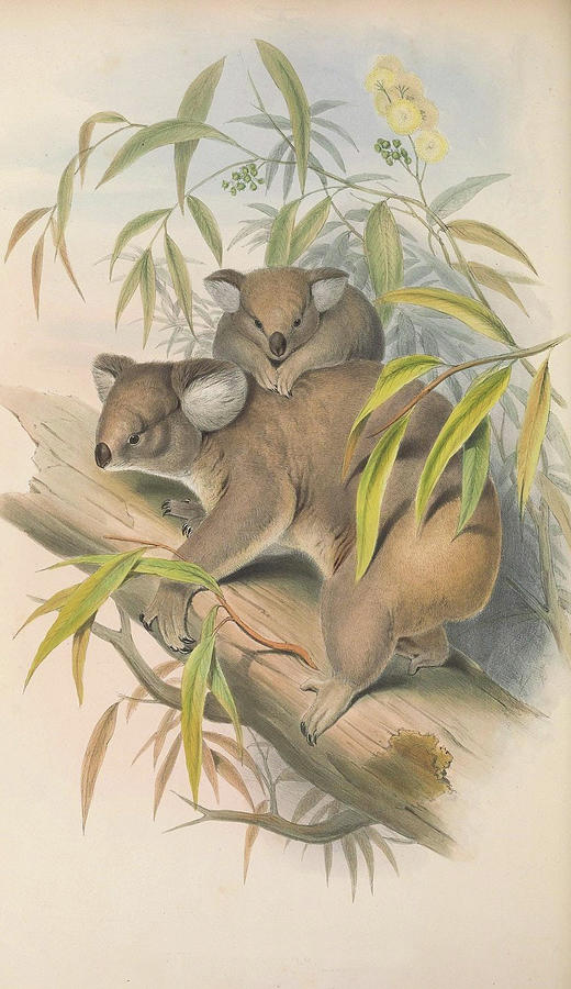 Koalas Drawing by John Gould