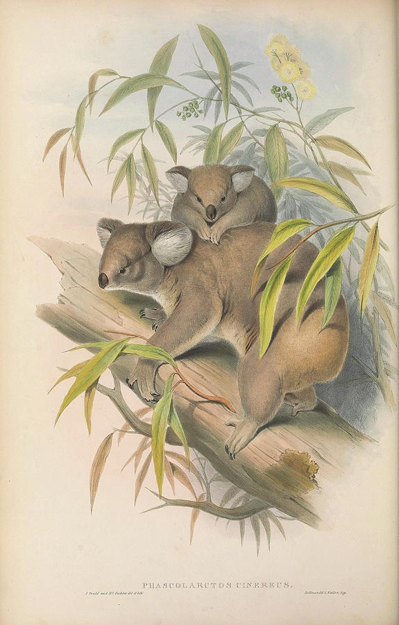Koalas, Phascolarctos cinereus Drawing by John Gould Koalas, Phascolarctos cinereus Drawing by John Gould