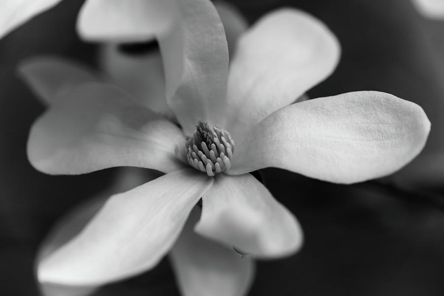 Kobus Magnolia in Monochrome Photograph by Aashish Vaidya