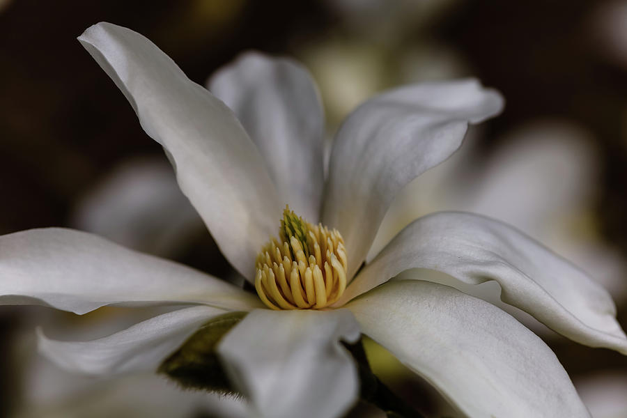 Kobus Magnolia Single Bloom Photograph by Aashish Vaidya