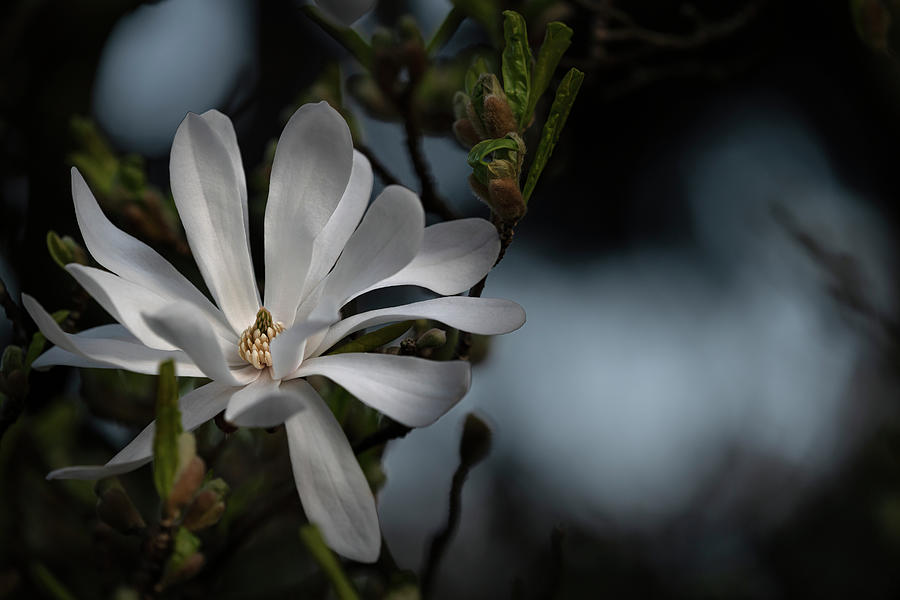 Kobushi star Magnolia - Magnolia Kobus Photograph by Olivier Parent