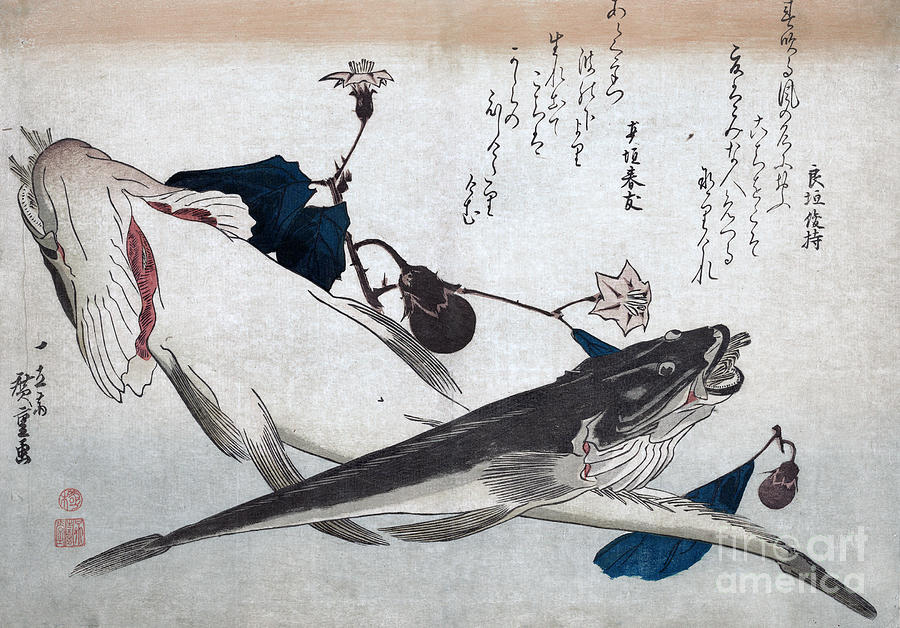Kochi Fish with Eggplant Drawing by Utagawa Hiroshige