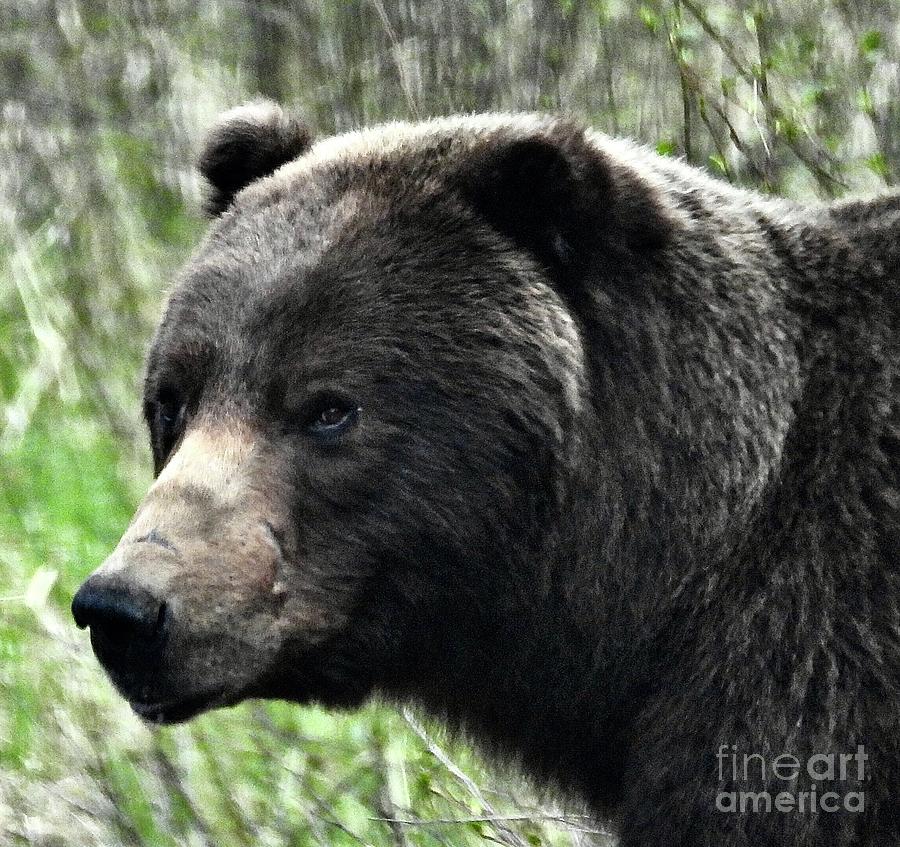 Kodiak Bear Portrait Photograph by Csilla Florida