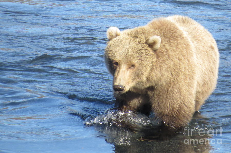 Kodiak Bear Photograph by World Reflections By Sharon
