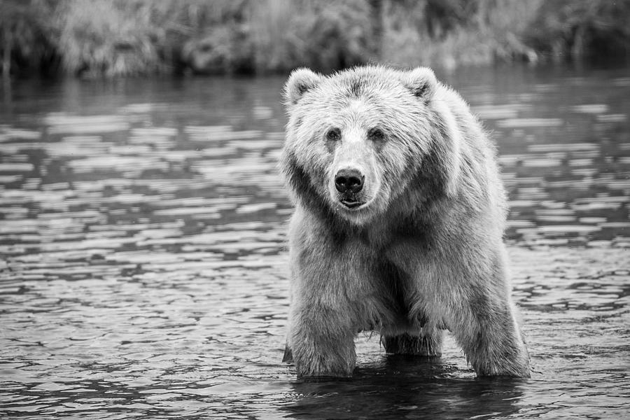 Kodiak Brown Bear Adult Portrait Wildlife 158109 Digital Art