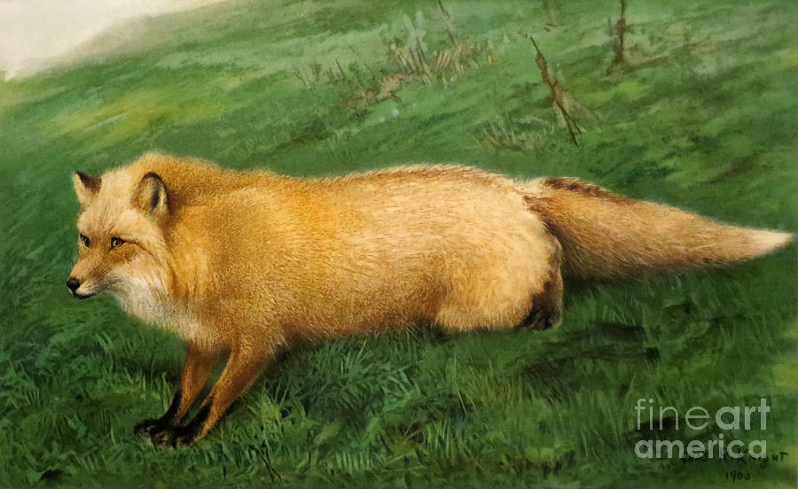 Kodiak Fox, Illustration, 1899 Drawing by Science Source