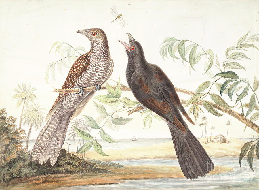 Koel Eudynamys scolopacea y1 Pyrography by Historic illustrations