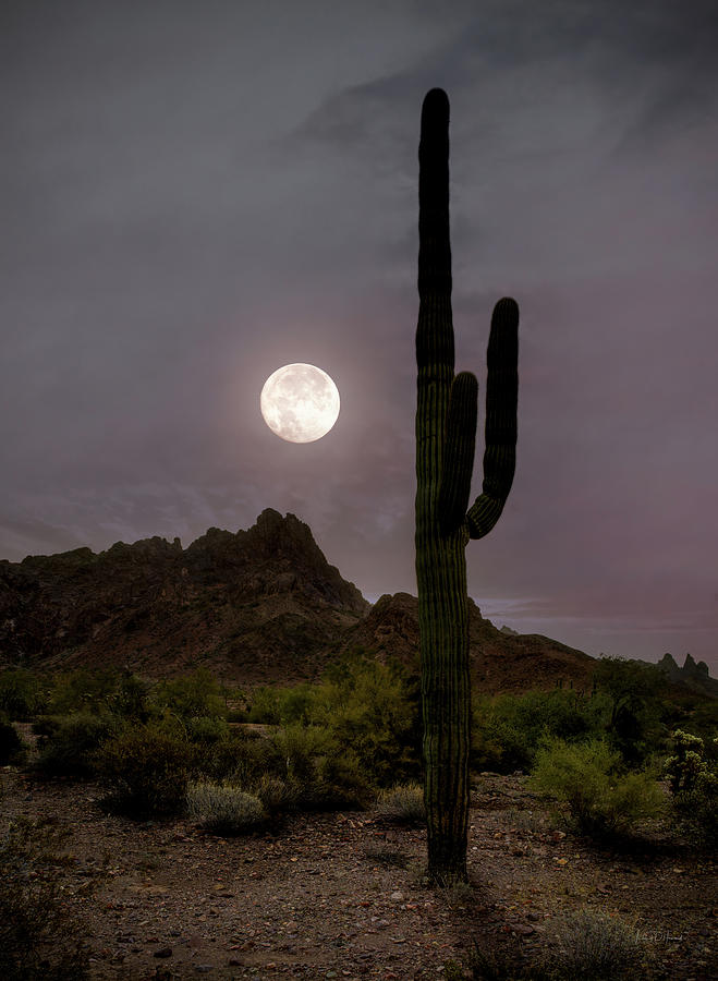 Kofa Refuge Moonlight Photograph by Leland D Howard