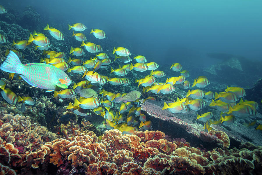 Koh Tao Reef Photograph by Olly Gaspar | Fine Art America