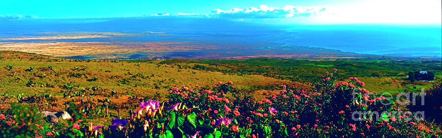 Kohala Mountian Road Side Flowers  Big Island  Hawaii Photograph by Tom Jelen