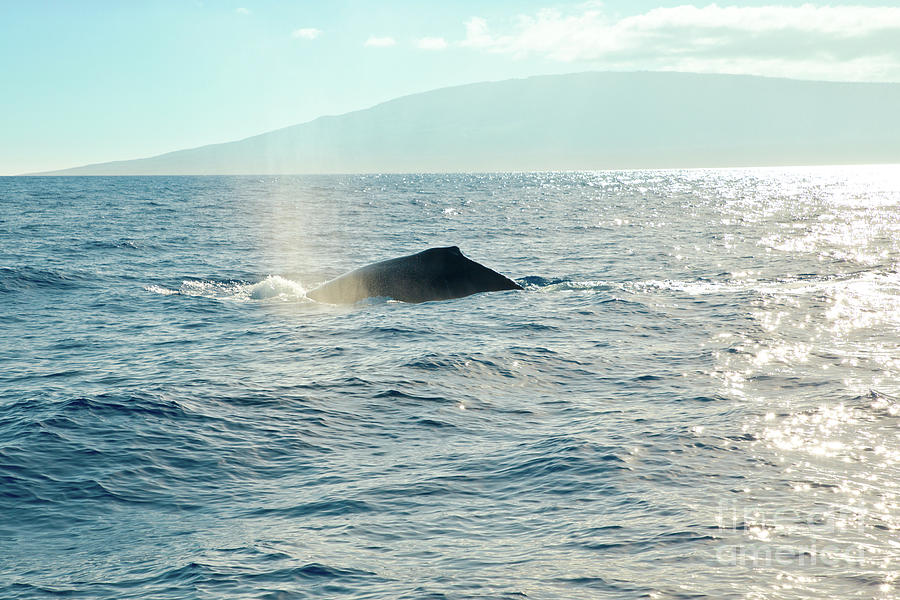 Kohola Hawaiian Humpback Whale Photograph by Sharon Mau