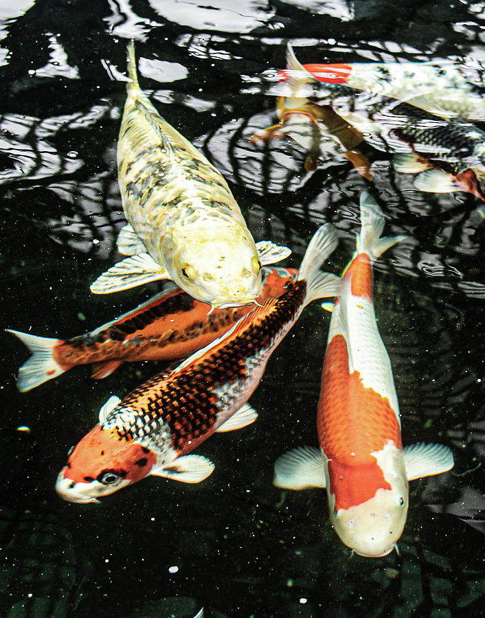 Koi 2 2020 Photograph by Phyllis Spoor