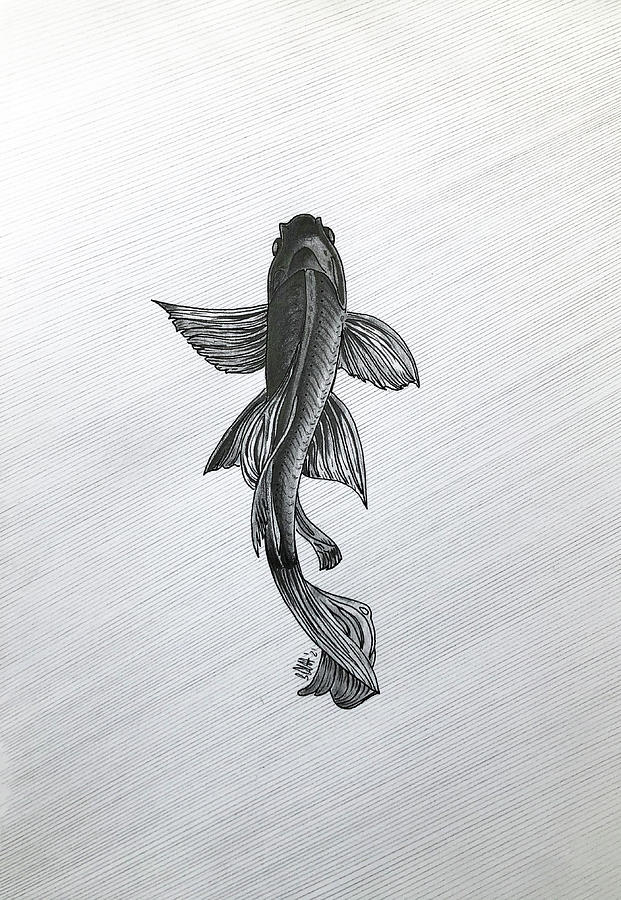 Koi Carp Drawing by Creative Spirit