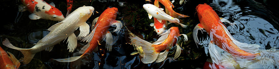 Koi Carp swimming underwater Photograph by Panoramic Images