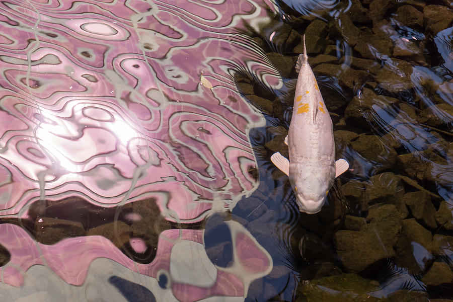 Koi Fish Color Matching the Reflections Photograph by Georgia Mizuleva