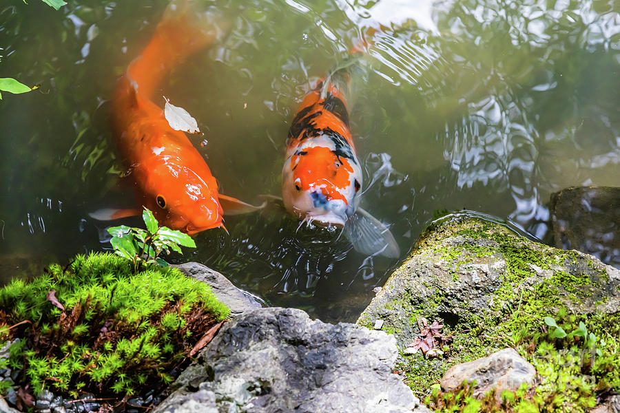 Koi fish in a pond Photograph by Lyl Dil Creations - Fine Art America