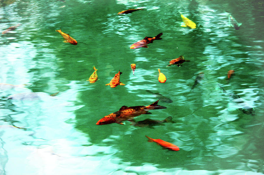 Koi Fish In Pond Garden Photograph by Cynthia Guinn