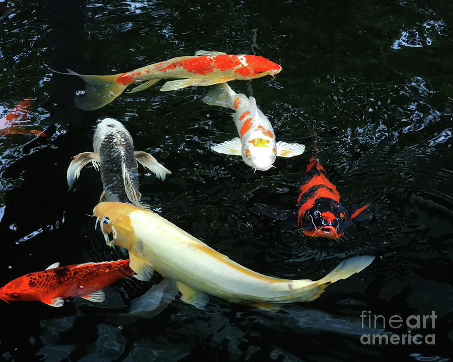 Koi Fish Pond Nbr. 2 Photograph by Scott Cameron