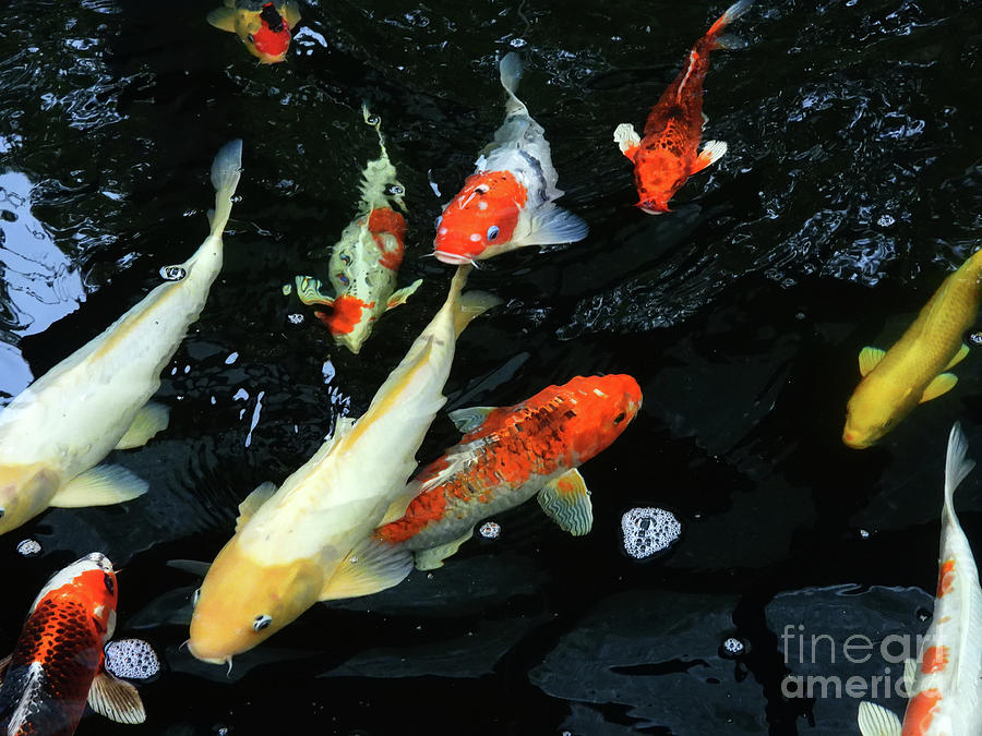 Koi Fish Pond Nbr.1 Photograph by Scott Cameron