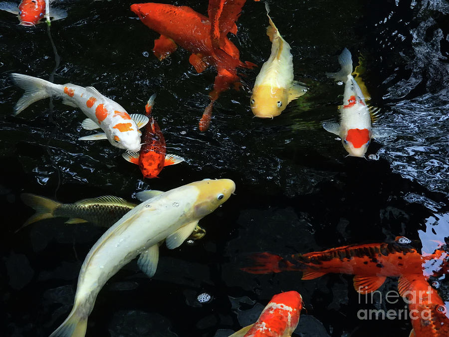 Koi Fish Pond Nbr.3 Photograph by Scott Cameron