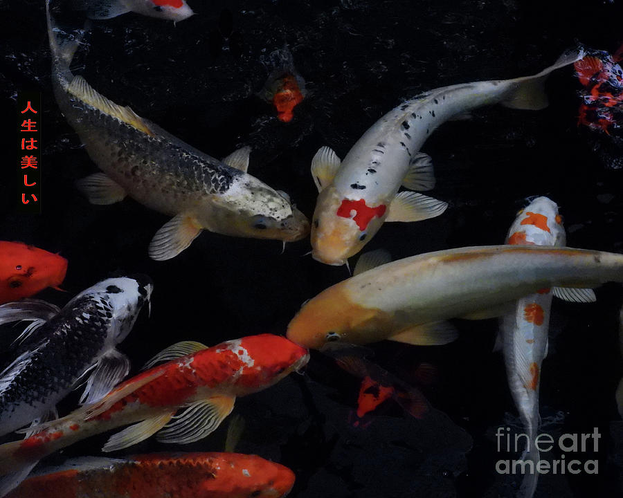 Koi Fish Pond Nbr.4 Photograph by Scott Cameron