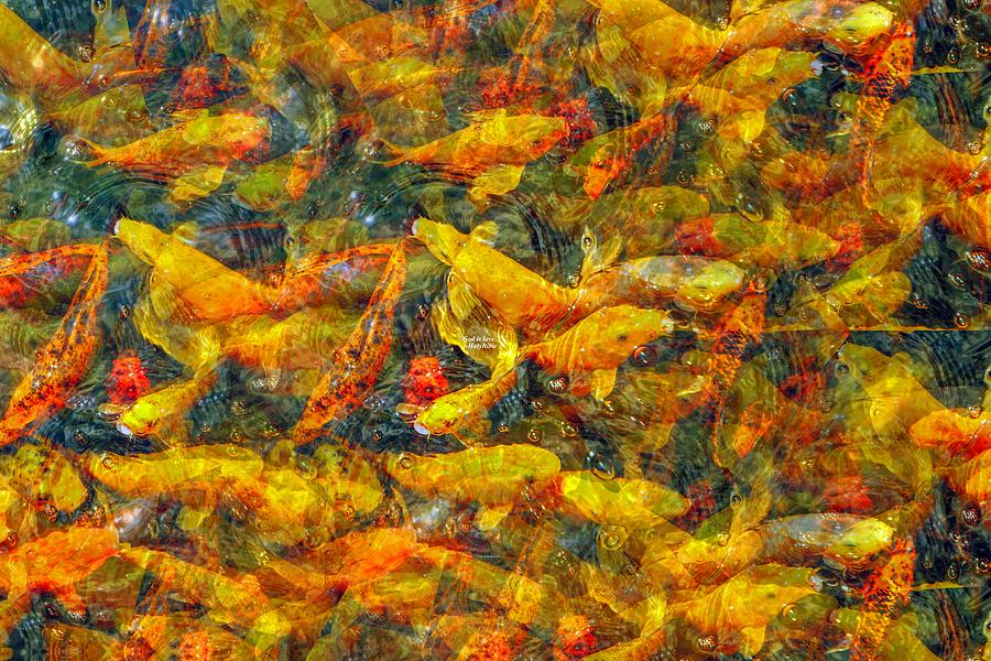 Koi FishModern Art Digital Art by Darius Xmitixmith - Fine Art America