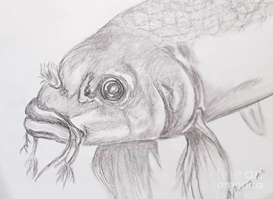 Koi Graphite Drawing by Angela J Murray Koi Graphite Drawing by Angela J Murray