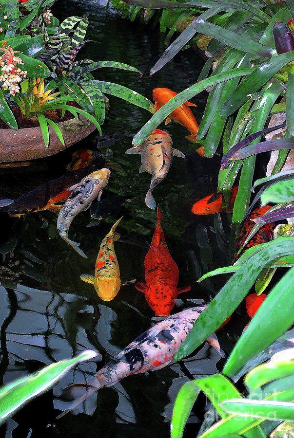 Koi Pond 2 Photograph by Nancy Mueller