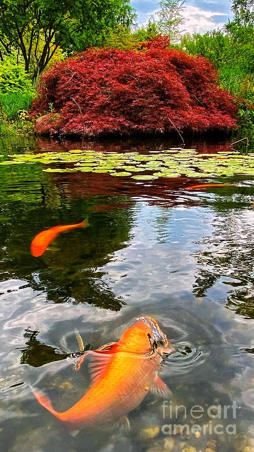 Koi Pond Photograph by David Rucker