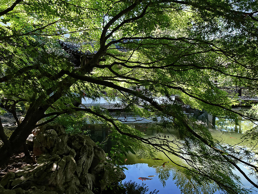 Koi Pond in Chinese Garden Photograph by Susan Savad