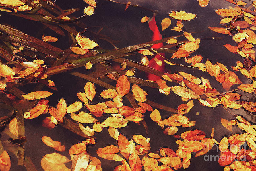 Koi Pond In Fall Photograph