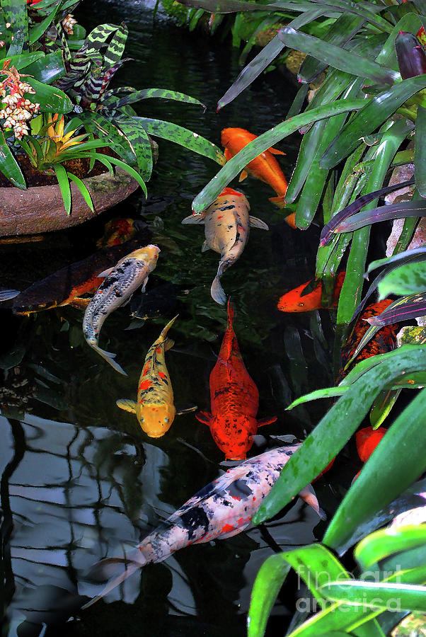 Koi Pond Painting Photograph by Nancy Mueller