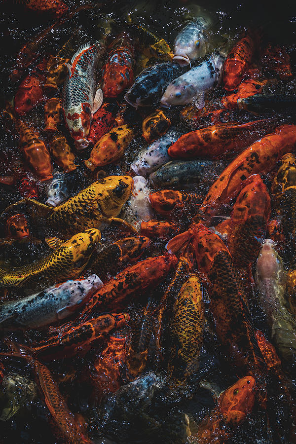 Koi Swarm Photograph by Brian Anderson Koi Swarm Photograph by Brian Anderson