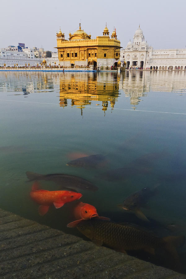 Koi swimming in water with ornate building behind Photograph by Jeremy Woodhouse
