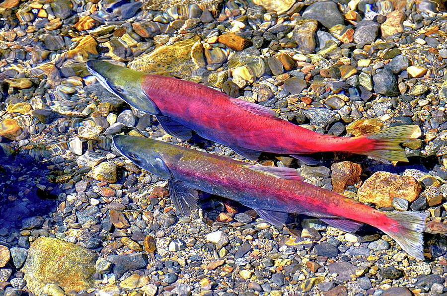 Kokanee Salmon At Taylor Creek Photograph by David Lawson