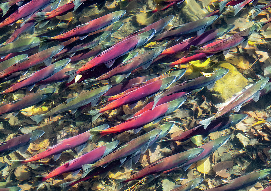 Kokanee Salmon Photograph by Martin Gollery