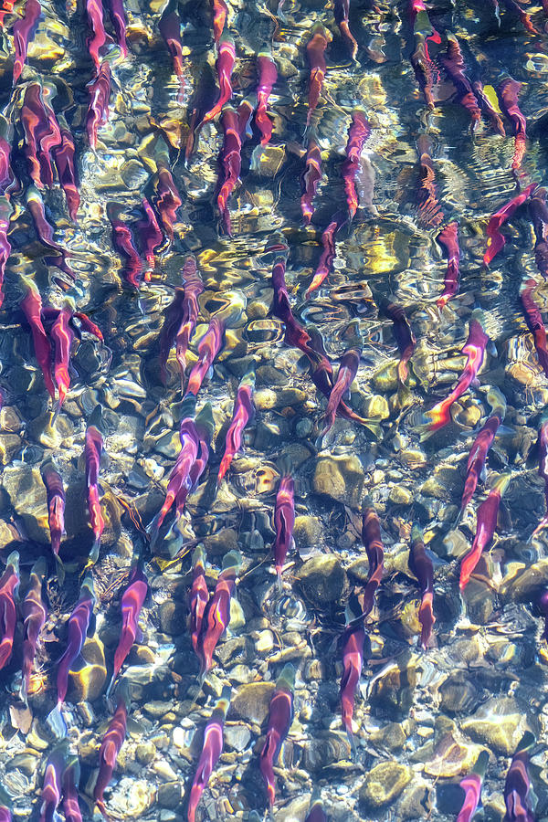 Salmon Photograph - Kokanee Salmon Pattern by Christopher Johnson