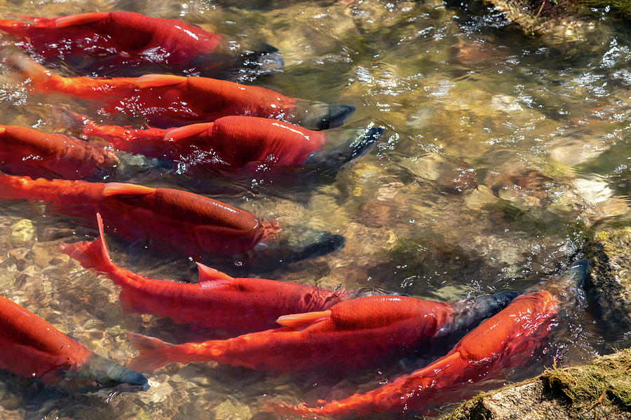 Kokanee Salmon Spawning at Strawberry Reservoir Photograph by Wesley Aston