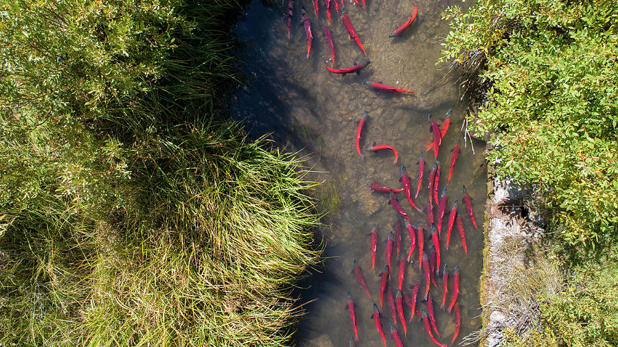 Kokanee Salmon Spawning in Small Stream Photograph by Wesley Aston