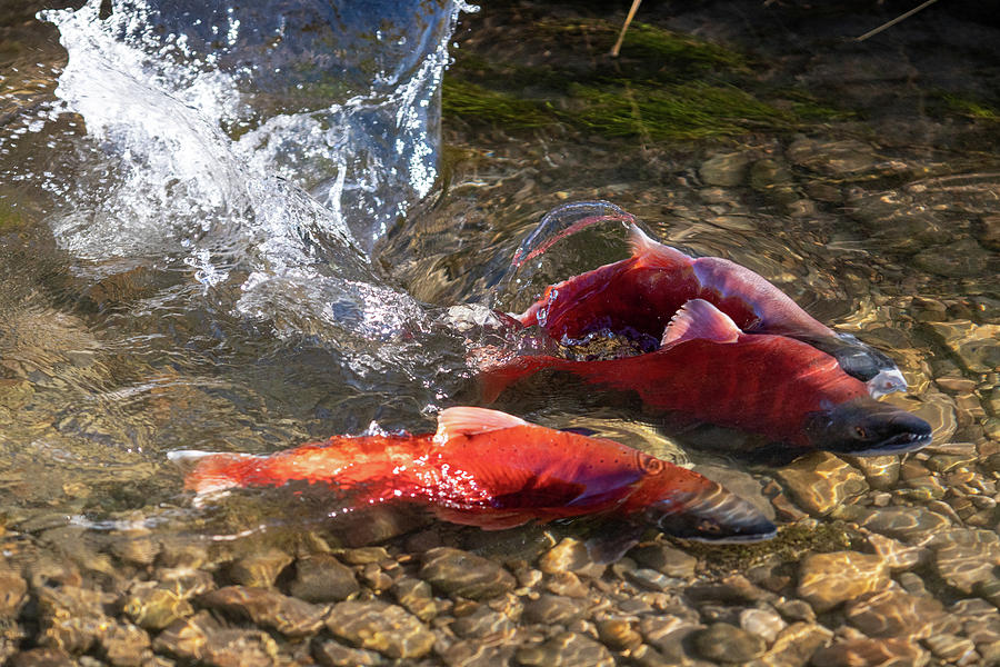 Kokanee Salmon Spawning in the Shallows Photograph by Wesley Aston