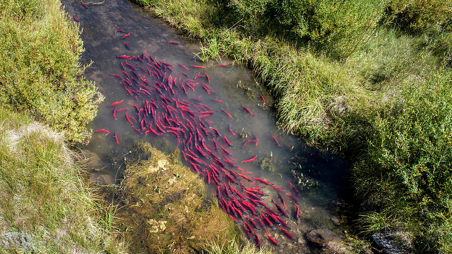 Kokanee Salmon Spawning in Utah Photograph by Wesley Aston