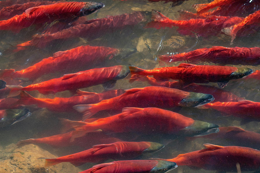 Kokanee Salmon Spawning Photograph by Wesley Aston