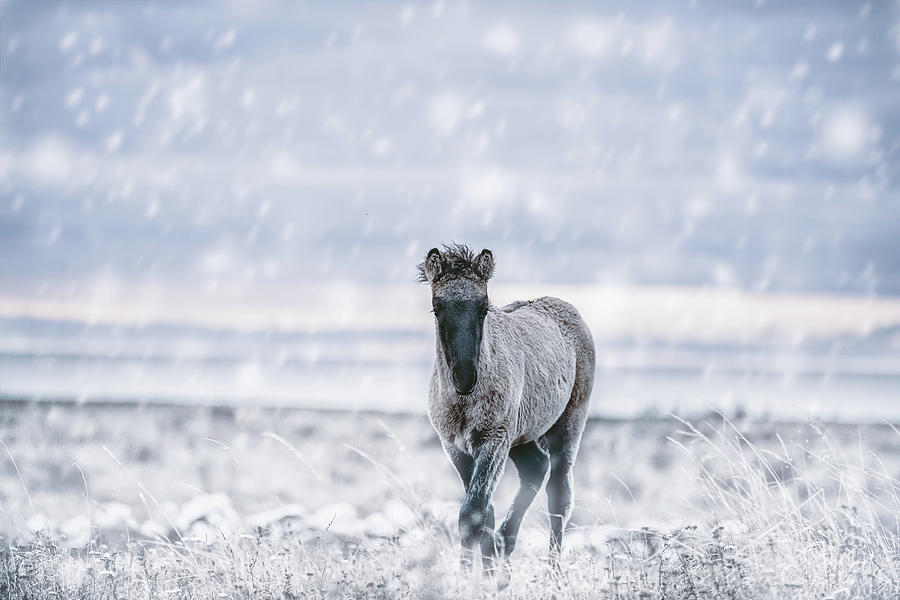 Kolibyr - Horse Art Photograph by Lisa Saint