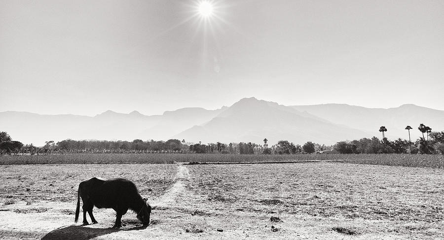 Buffalo Photograph - Kolli hills from lowland by Krishnan Srinivasan