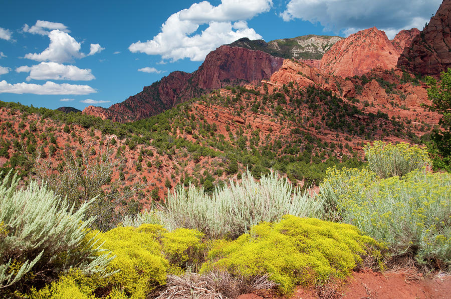 Kolob Canyon Bloom Photograph by Ginger Stein