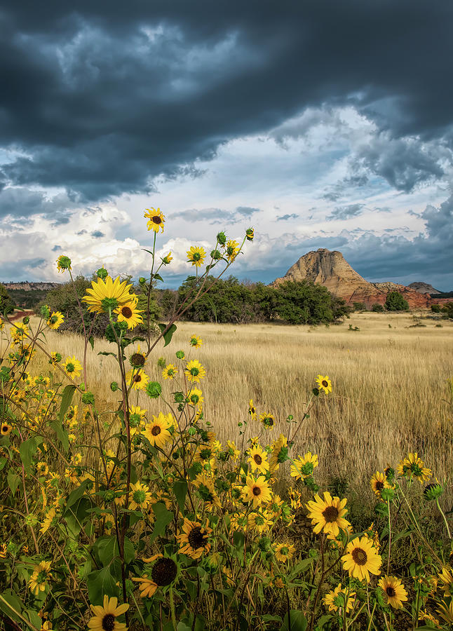 Kolob Terrace Wildflowers Photograph by Ginger Stein