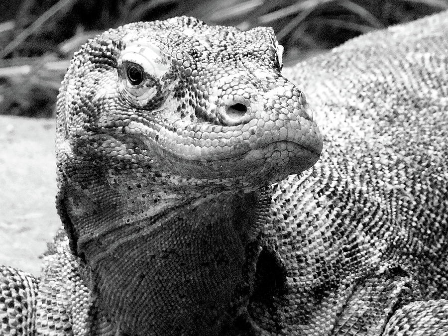 Komodo Dragon Black And White   Photograph by Christopher Mercer