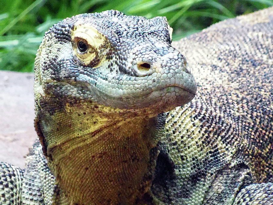 Komodo Dragon closeup Photograph by Christopher Mercer