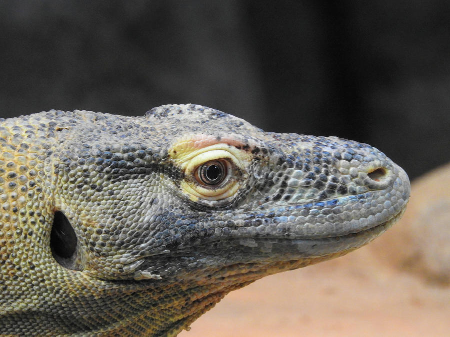 Komodo Dragon in Profile Photograph by Lisa Crawford - Fine Art America